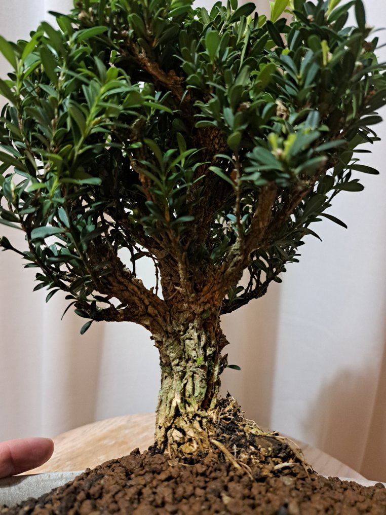 Buxus Harlandii bonsai in a bonsai pot. - Height (Tree): 22 cm - Depth (Tree): 18 cm - Japan #1.0