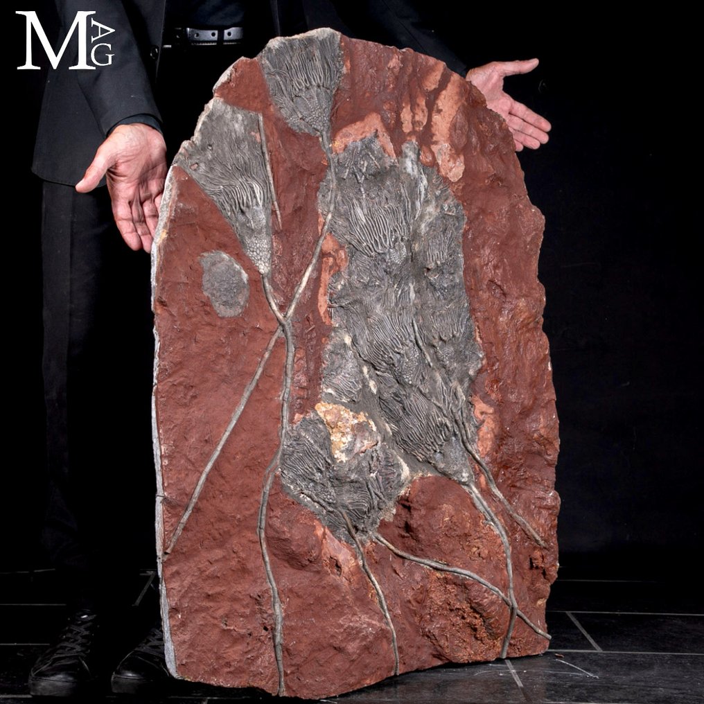 Incredible fossil specimen - Silurian crinoid fossil slab - Boutschrafin, Morocco - Fossil mortality plate - Scyphocrinites Elegans - 944 mm - 752 mm #4.3