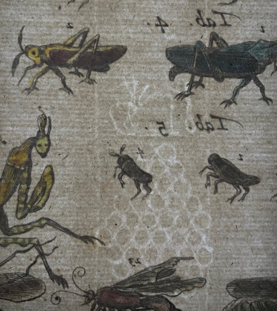 Matthäus Merian (1593-1650) - hand coloured engraving: Stick Insects, Locusts, Grasshoppers, - 1657 #4.3