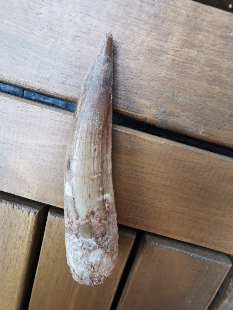 Spinosaur - Fossil tooth - 9.17 cm - 1.89 cm  (No Reserve Price) #1.0