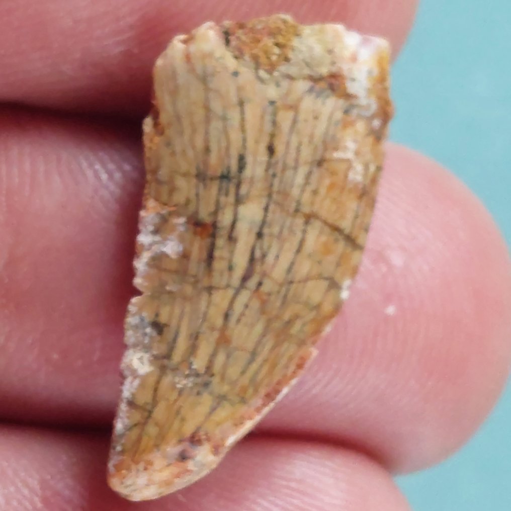 Dinosaur - Fossil tooth - Abelisaurus - 25 mm - 10 mm (No Reserve Price) #2.1