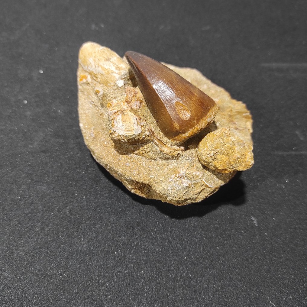 Mosasaur - Fossil tooth - Reptile marino - 5 cm - 4 cm  (No Reserve Price) #2.1