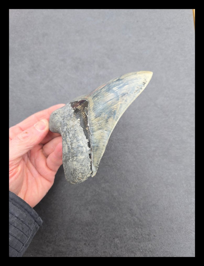 Megalodon - Dentes fósseis - 136 mm - 104 mm #3.2