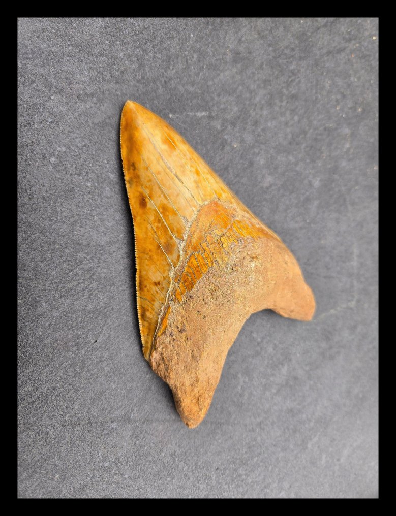 15,6 cm Megalodon Onderkaakse Tand rar - Dinți fosilă - 156 mm - 100 mm #3.2