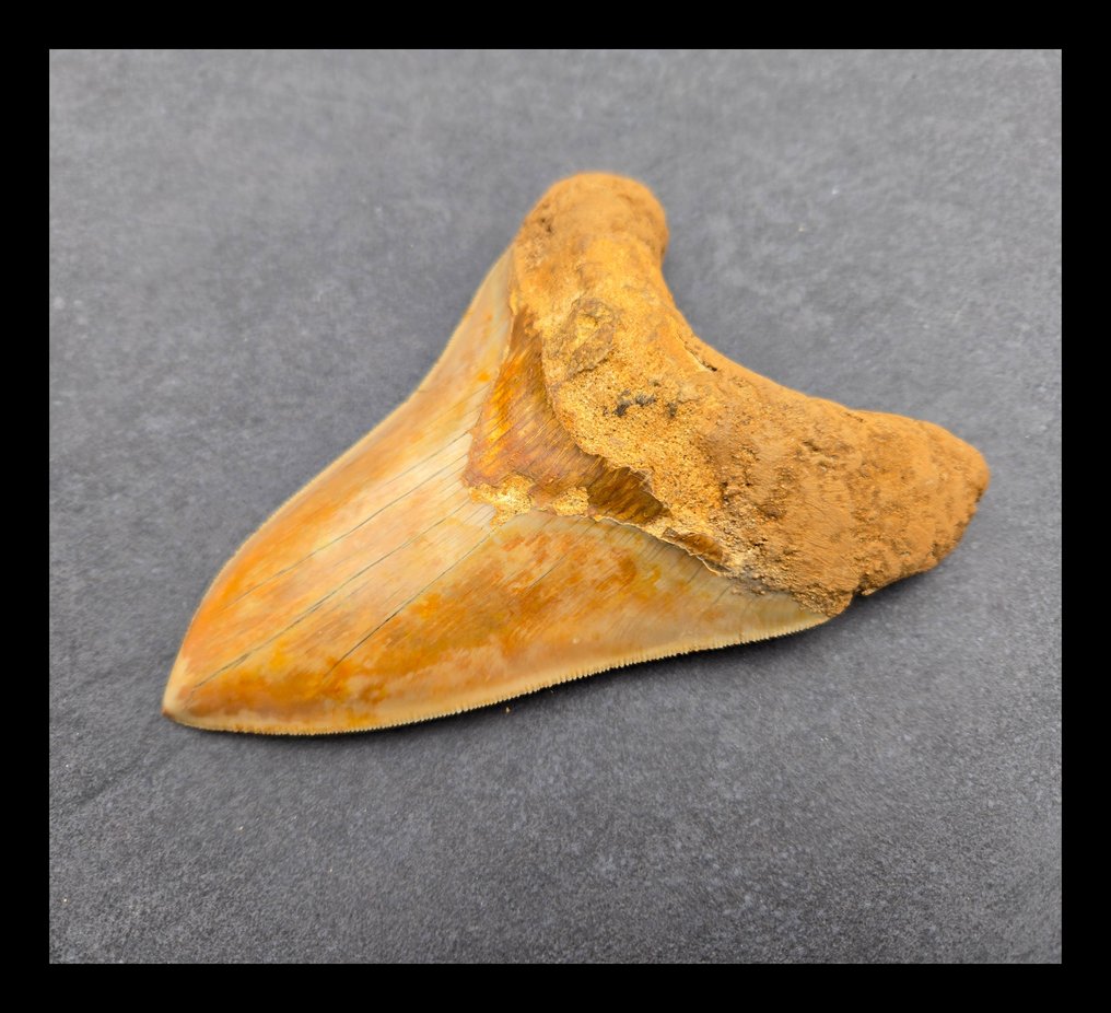 *15,5 cm Megalodon Onderkaakse -hammas - Fossiilinen hammas - 155 mm - 108 mm #3.2