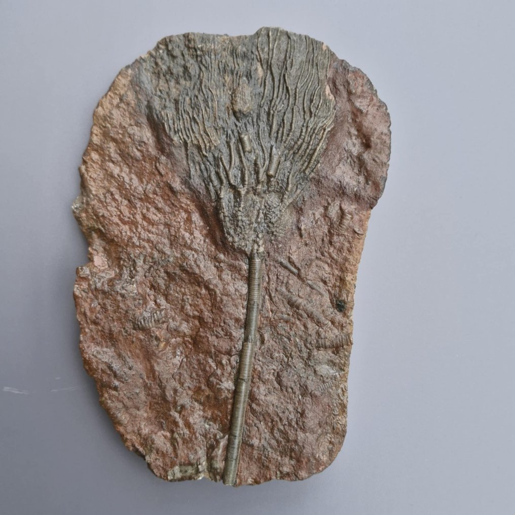 Crinoid - Fossilised animal - Scyphocrinus elegans - 204 mm - 138 mm  (No Reserve Price) #1.0
