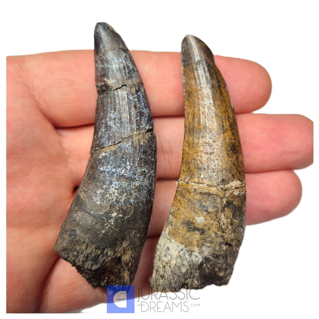 Dente fossile - Amazing Set o 2 Huge Partially Rooted Suchomimus tenerensis Spinosaurid Dinosaur Teeth (Senza Prezzo di Riserva) #2.1
