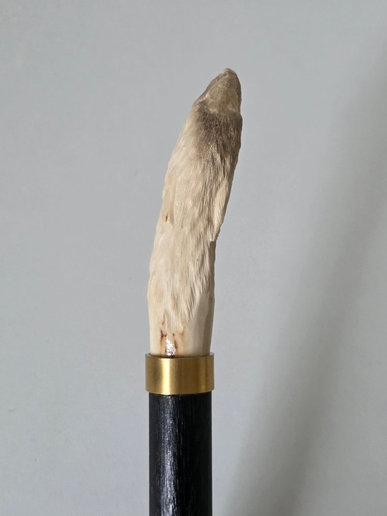 Wolf - Gedetailleerd Handsnijwerk Walking stick - Deer antler, Circa 1900 #3.2