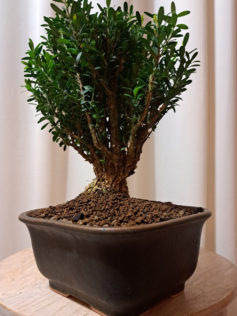 Buxus Harlandii bonsai in a bonsai pot. - Height (Tree): 23 cm - Depth (Tree): 20 cm - Japan #3.2