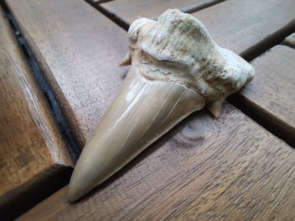 Cápa - Fosszilis fog - Otodus Obliquus - 6.72 cm - 4.26 cm  (Nincs minimálár) #2.1