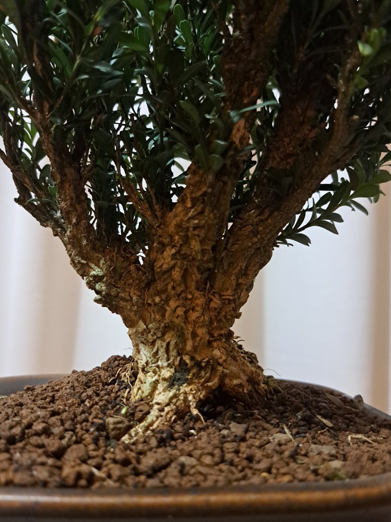 Buxus Harlandii bonsai in a bonsai pot. - Height (Tree): 23 cm - Depth (Tree): 20 cm - Japan #1.0