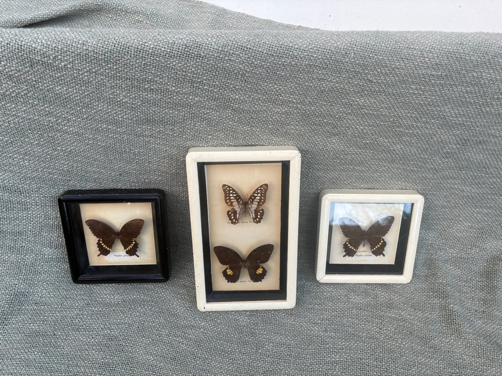 Butterfly Taxidermy full body mount - 3 vintage vlinders in lijsten:  2x papilio polytes. 1x Graphium doson postíanus.  Papilio castor - 24 cm - 14 cm - 2 cm - Non-CITES species - 3 #1.0