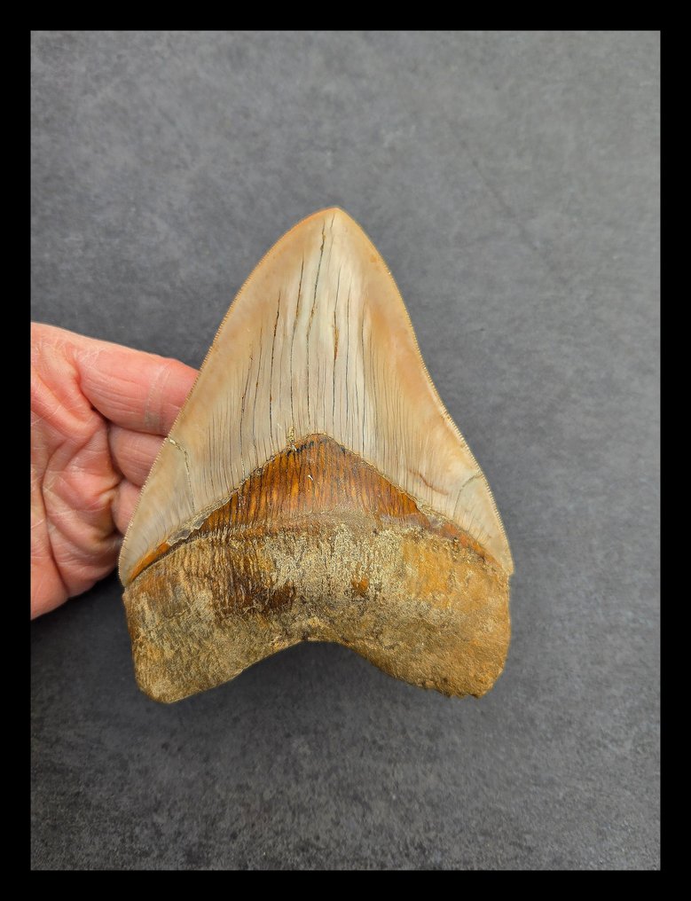 Megalodon - Dinți fosilă - 145 mm - 110 mm #1.0