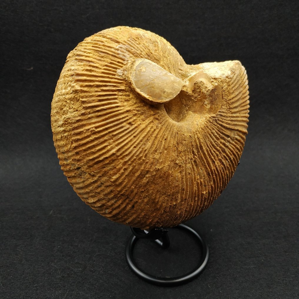 Large Beautiful Ammonite - Fossilised animal - Macrocephalites macrocephalus  (No Reserve Price) #2.1