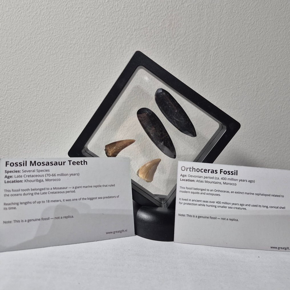 Fossiel - Fossiele tand - Bijzondere set van 4unieke fossielen - 2x Mosasaurus Tand - 2x Orthoceras Fossil - 7 cm - 5 cm (Zonder Minimumprijs) #1.0