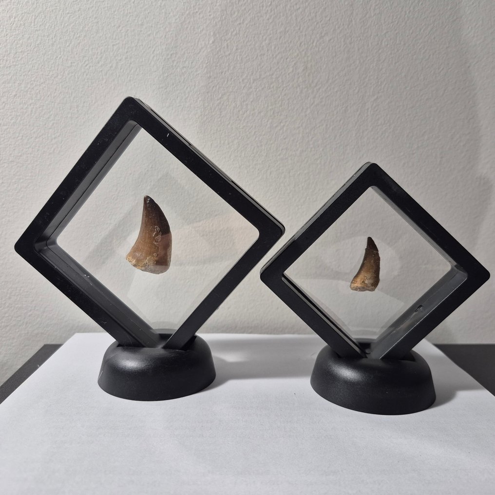 Mosasaur - Fossil tooth - Tanden in displays - 12 cm - 12 cm (No Reserve Price) #4.3