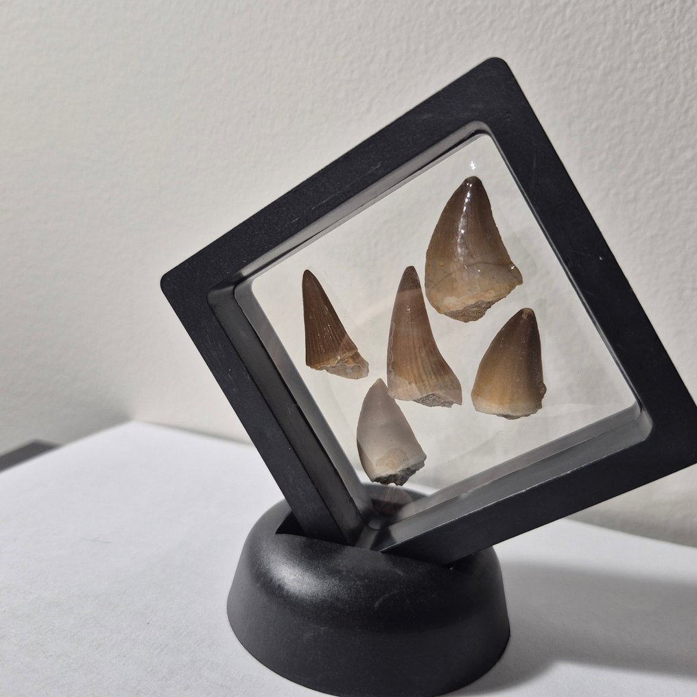 Dinoszaurusz Fog - Mosasaurus - 7 cm - 5 cm - 7 cm - (5) #2.1