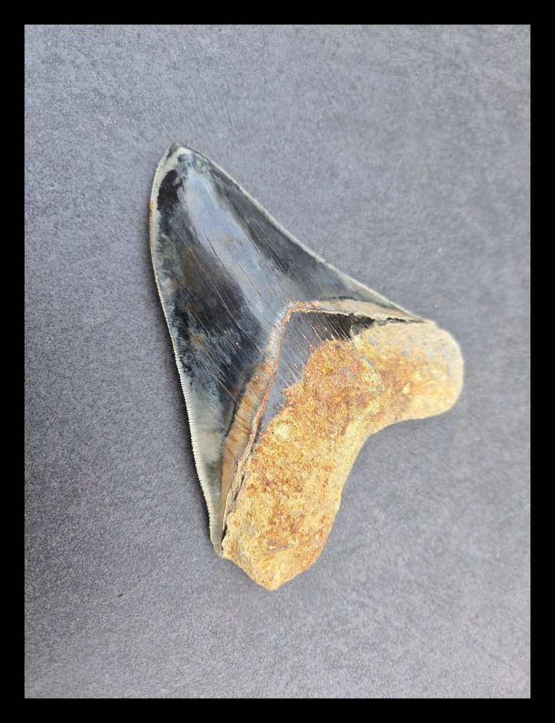 Megalodon - Fossil teeth - 134 mm - 105 mm #3.2