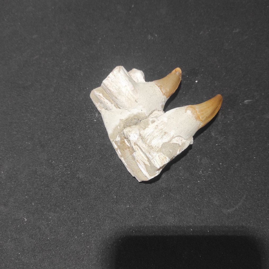 Mosasaur - Fossil tooth - Diente fósil - 9 cm - 10 cm  (No Reserve Price) #2.1