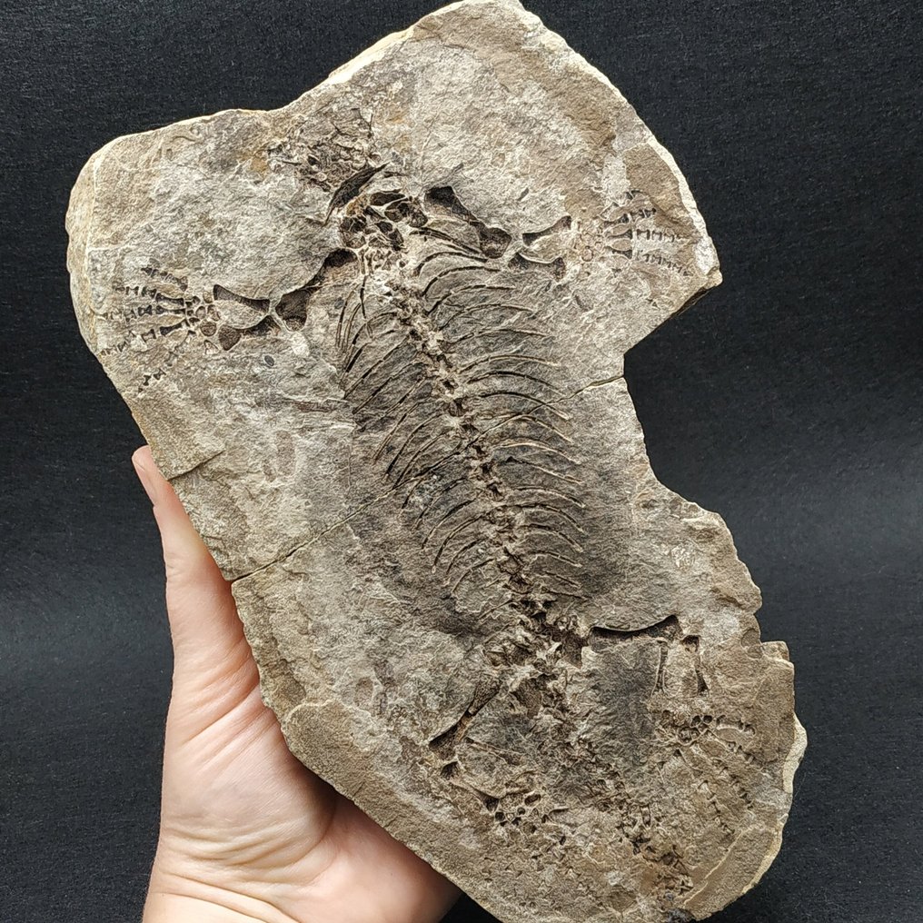 Fossil Reptile - Fossilised animal - Barasaurus besairiei #1.0