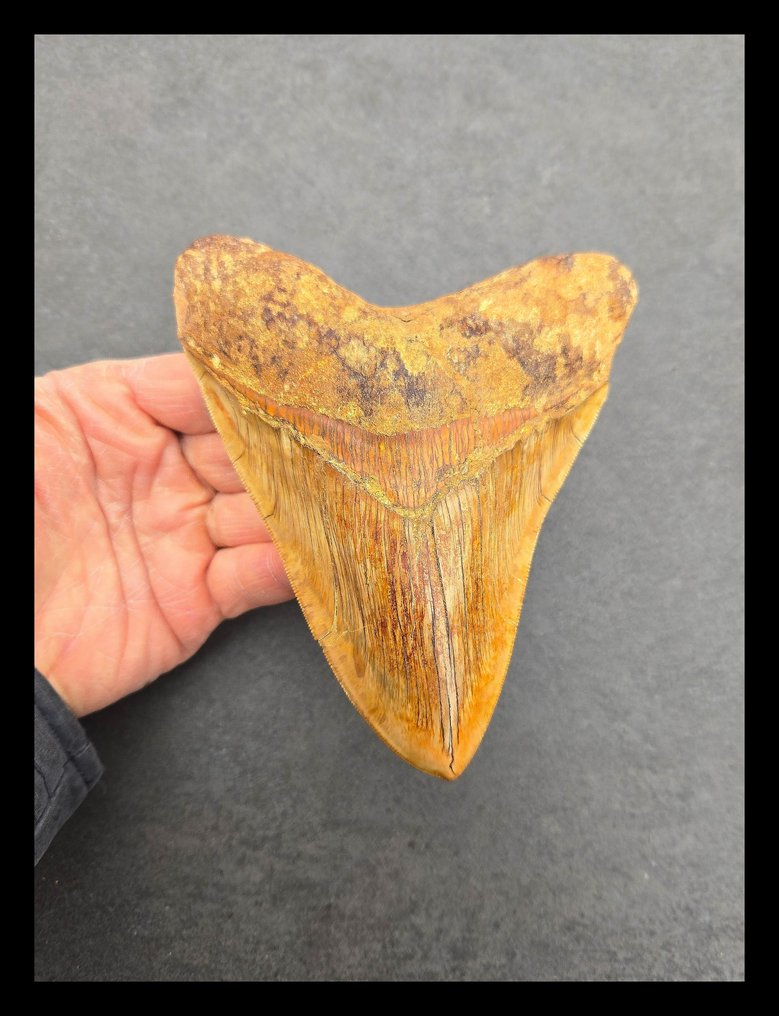Megalodonte - Denti fossili - 148 mm - 116 mm #1.0