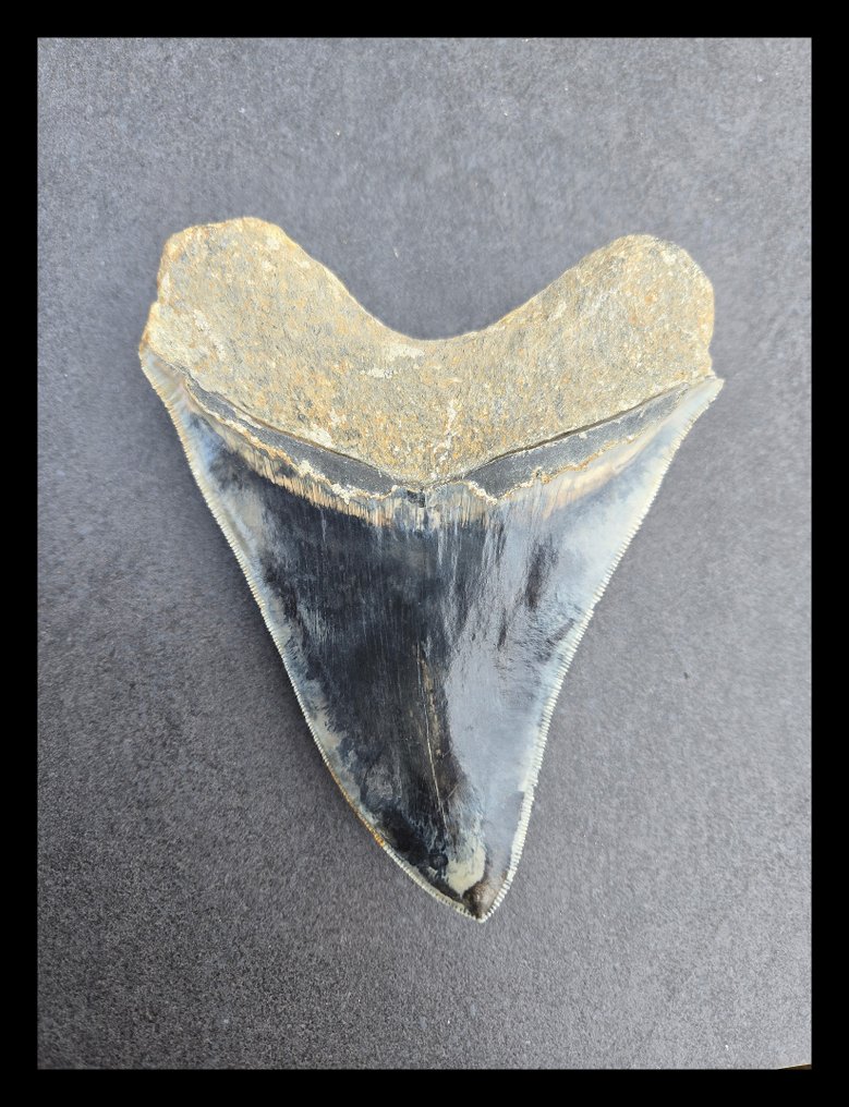 Megalodon - Fossil teeth - 134 mm - 105 mm #1.0