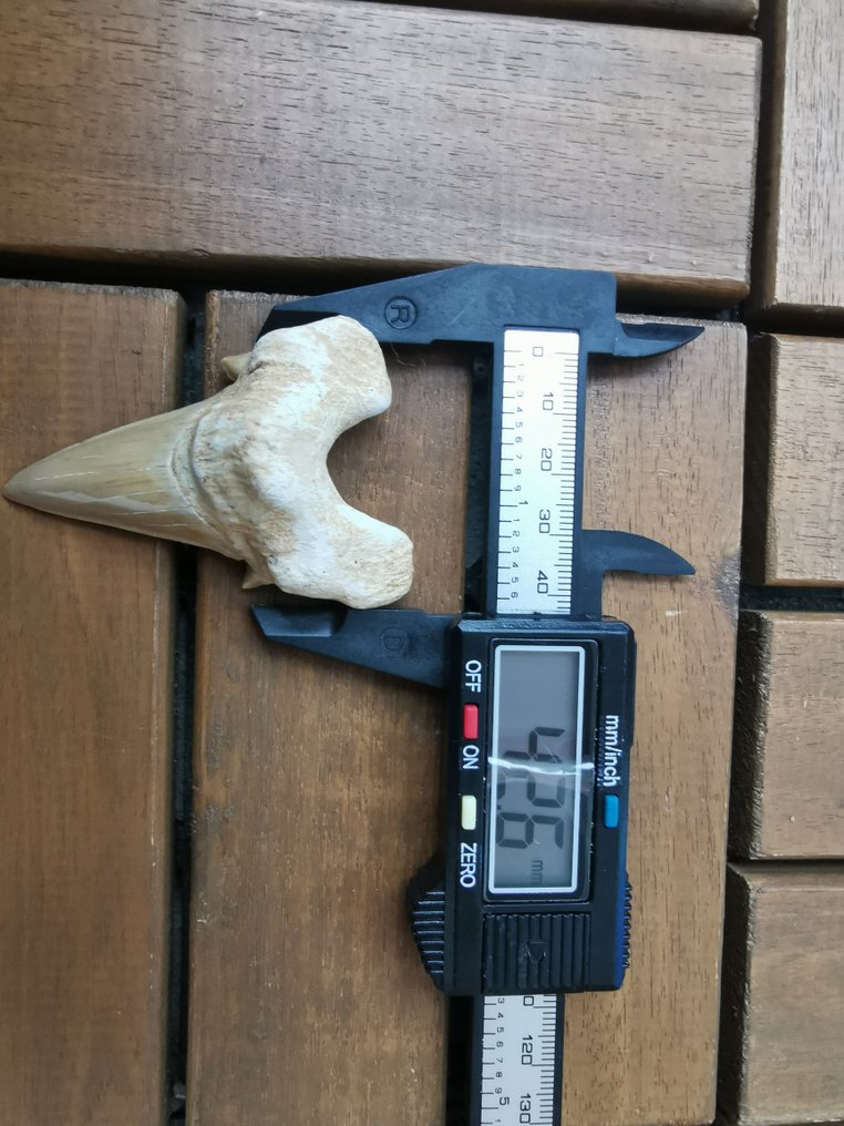 Cápa - Fosszilis fog - Otodus Obliquus - 6.72 cm - 4.26 cm  (Nincs minimálár) #4.3