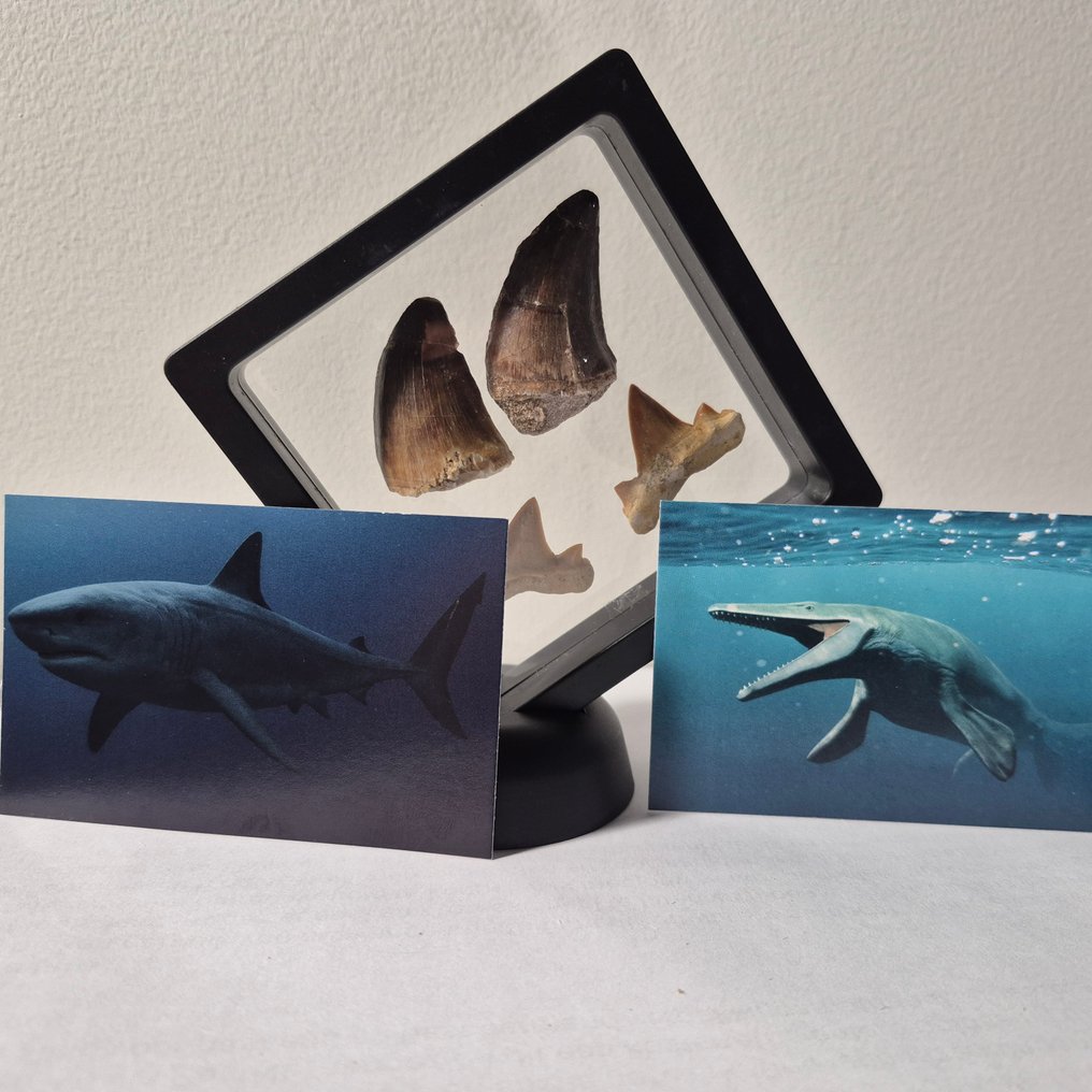 Mosasaur - Fossil tooth - Unieke mosasaurus tanden en otodus tanden - 12 cm - 12 cm (No Reserve Price) #3.2