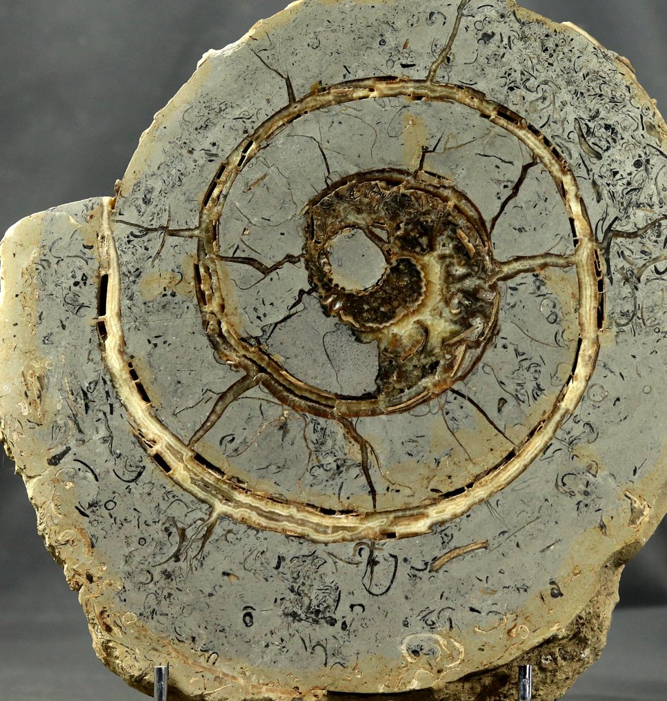 Large sawn Ammonite showing minerals - Fossilised animal - 29 cm  (No Reserve Price) #4.3