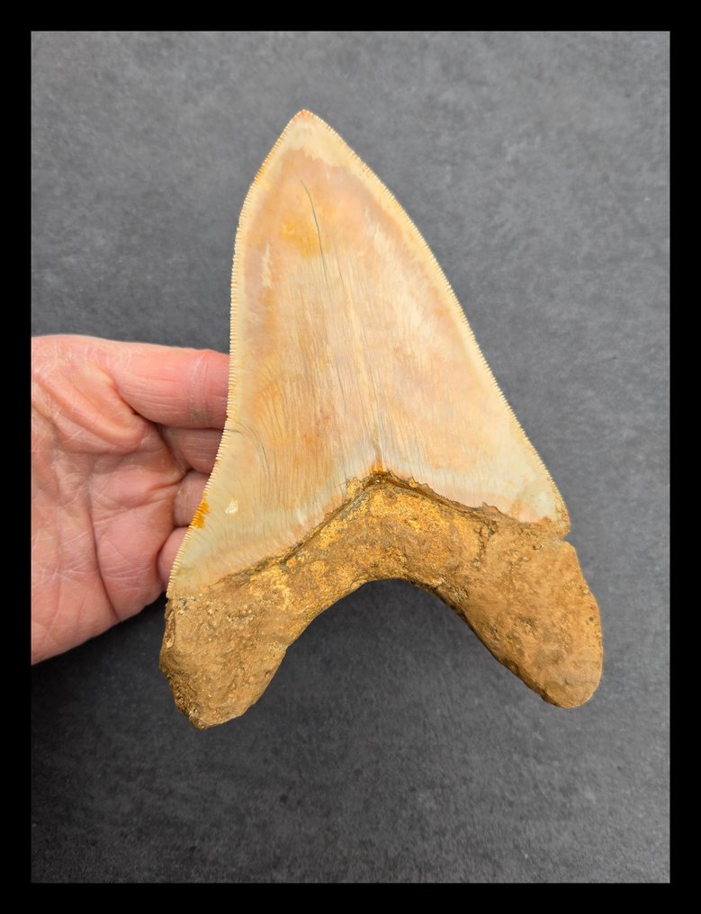 *15,5 cm Megalodon Onderkaakse -hammas - Fossiilinen hammas - 155 mm - 108 mm #1.0
