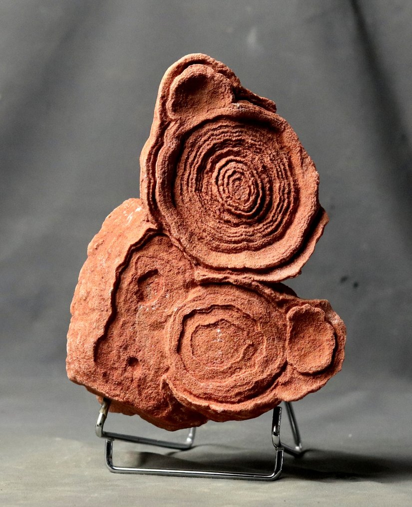 Dekorativ fossiliserad stromatolit på elegant stålstativ - Fossiliserad växt - 18 cm - 14.5 cm (Utan reservationspris) #1.0