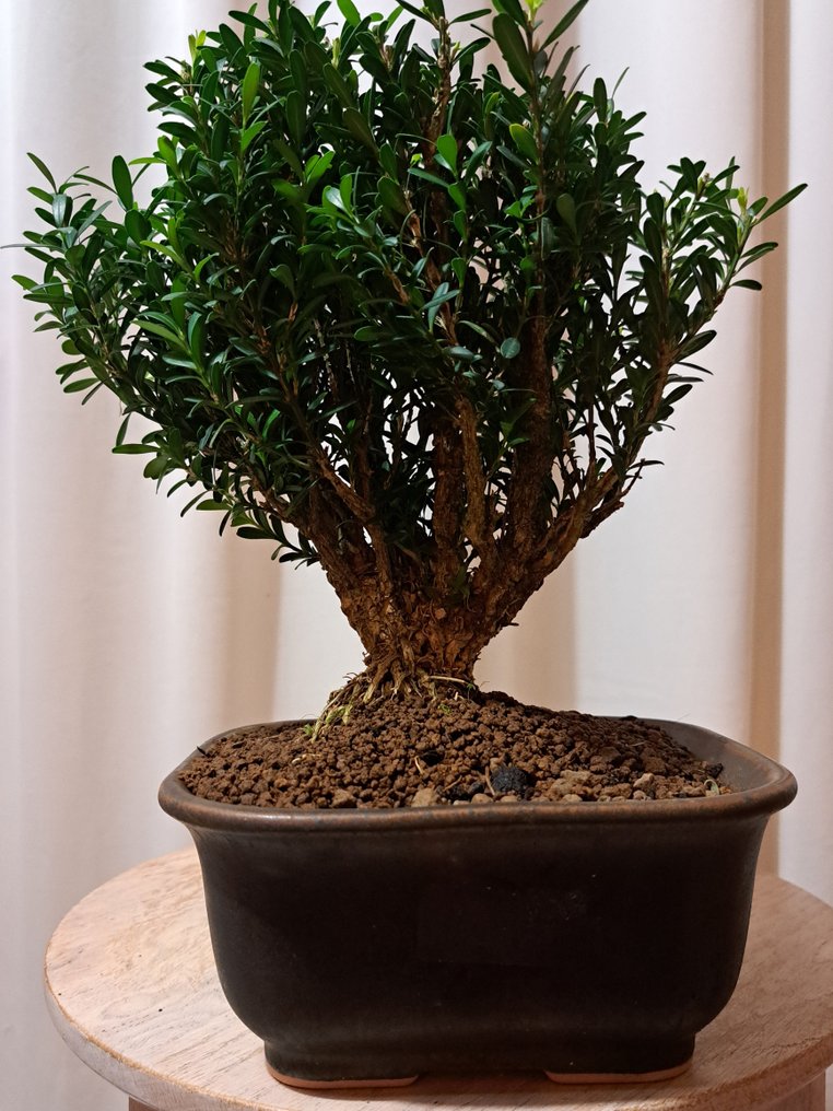 Buxus Harlandii bonsai in a bonsai pot. - Height (Tree): 23 cm - Depth (Tree): 20 cm - Japan #2.1