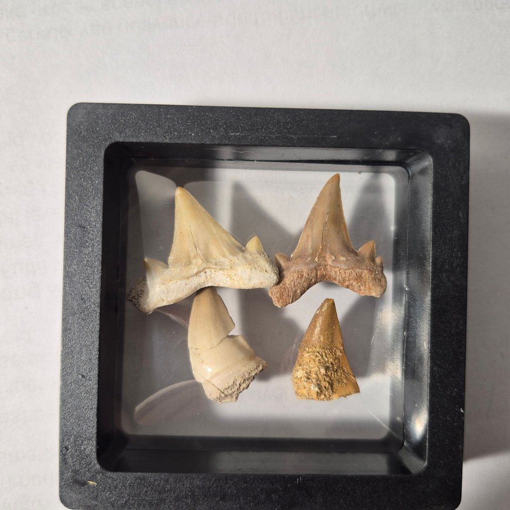 Mosasaur Tooth - Mosasaurus & Otodus Obliquus tanden - 10 cm - 10 cm - 5 cm - (4) #1.0