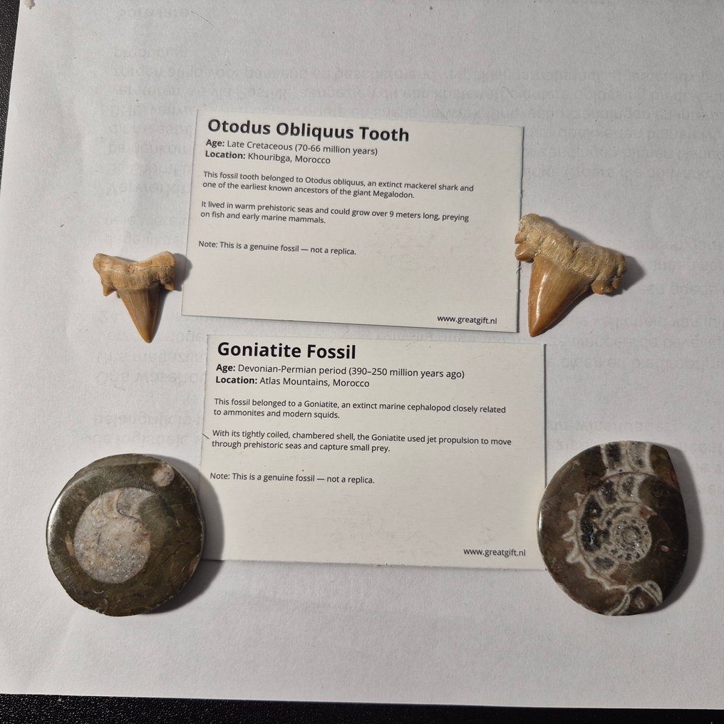 Fossil - Fossil tooth - Bijzondere set van 4 unieke fossielen -  2x Otodus Obliquus - 2x Goniatiet - 12 cm - 12 cm  (No Reserve Price) #2.1