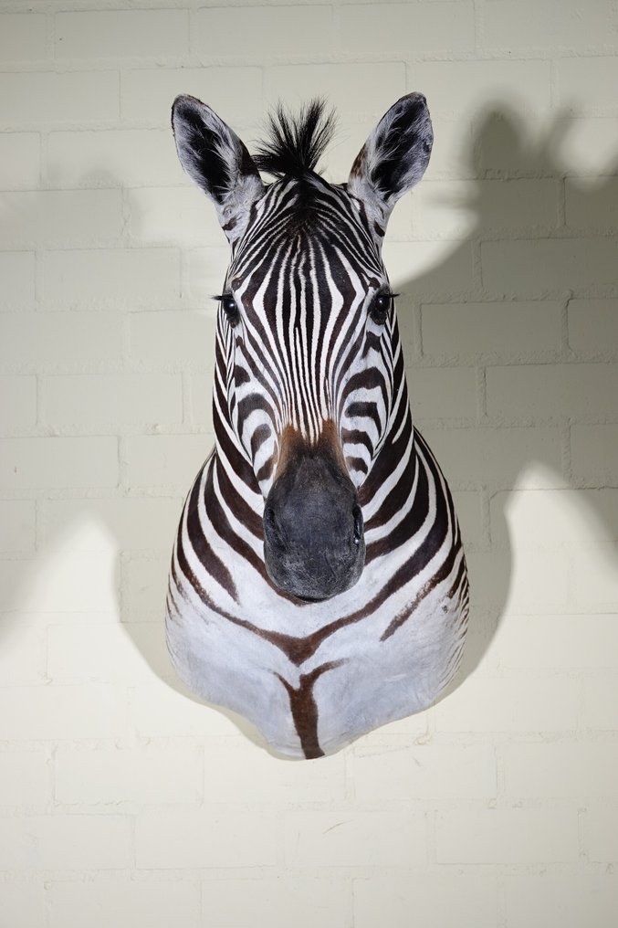 Zebra Head Taxidermi - väggmontering - Equus quagga - 45 cm - 80 cm - 90 cm - Arter som inte är inkluderade i CITES #2.1