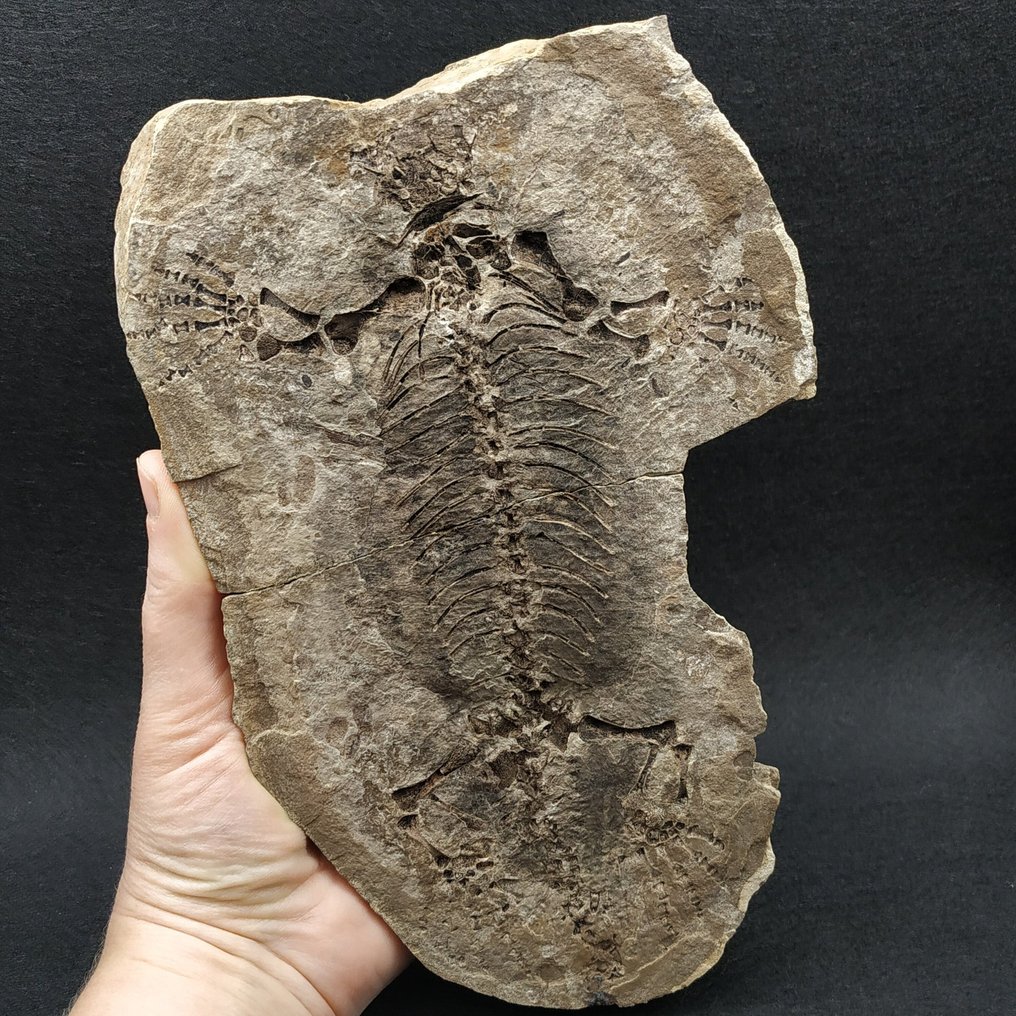 Fossil Reptile - Fossilised animal - Barasaurus besairiei #4.3