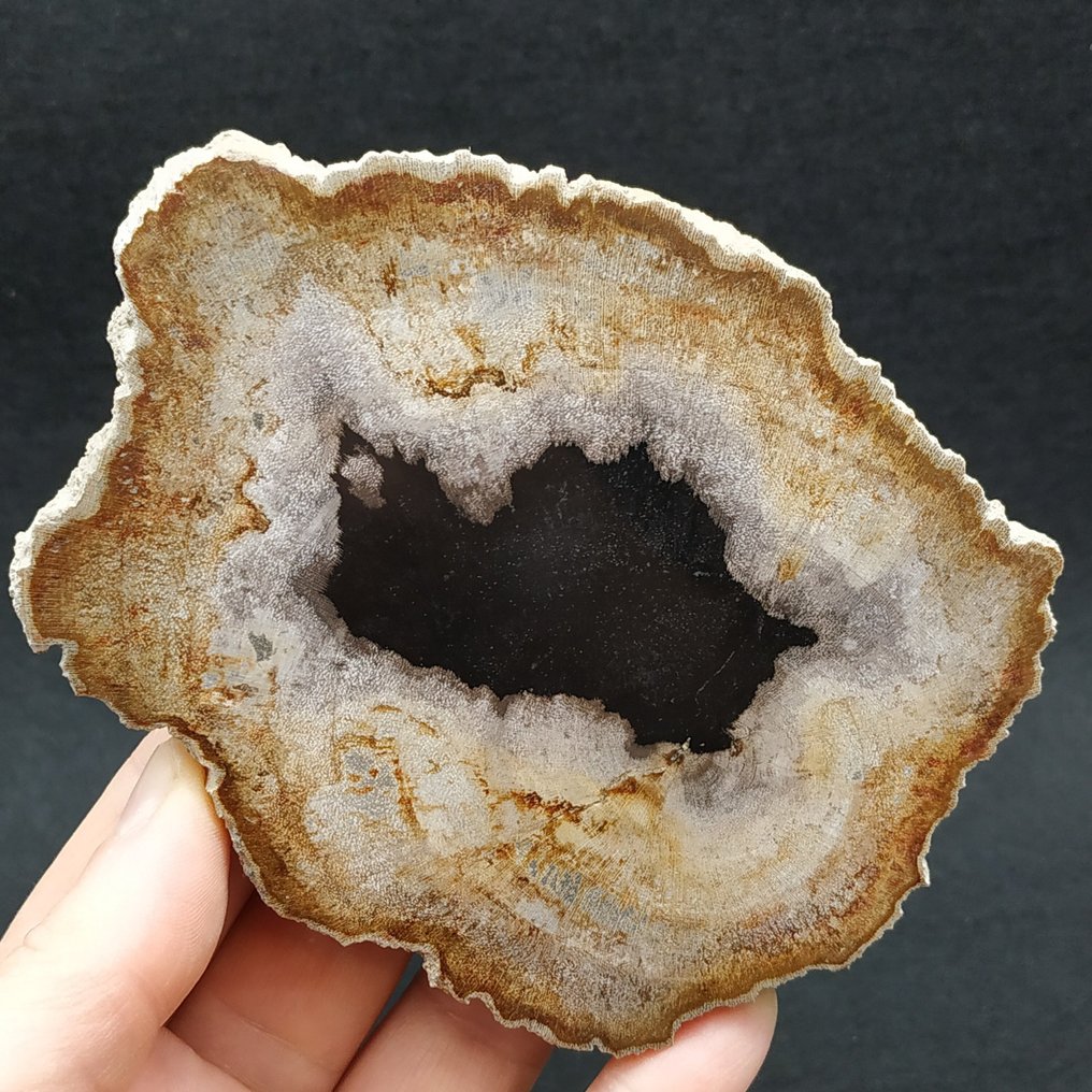 Fossilised wood - Dryobalanoxylon sp.  (No Reserve Price) #1.0