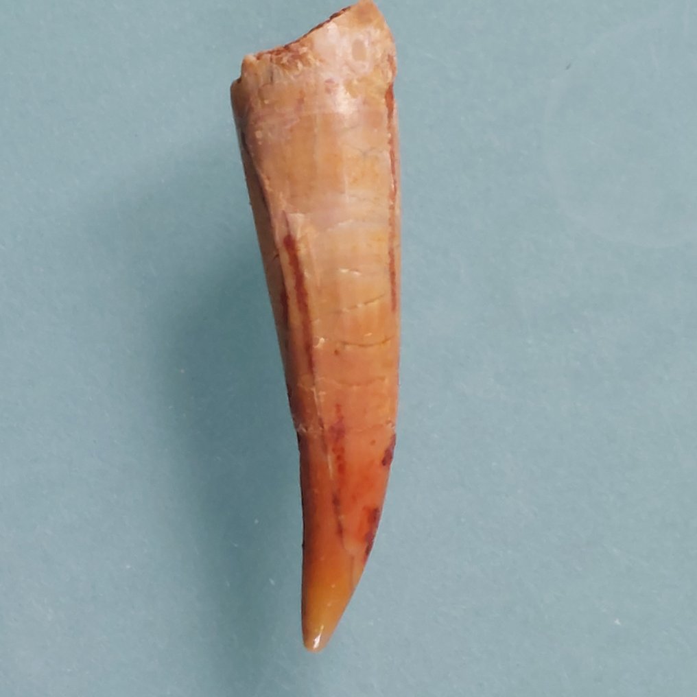 Pterosaur - Fossil tooth - 36 mm - 10 mm  (No Reserve Price) #1.0