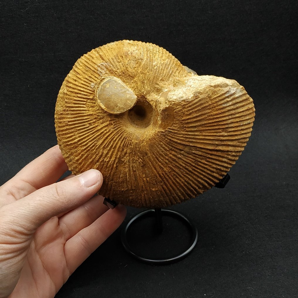 Large Beautiful Ammonite - Fossilised animal - Macrocephalites macrocephalus  (No Reserve Price) #1.0