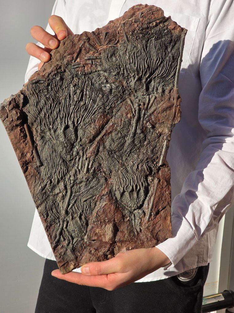 Crinoide - Animale fossilizzato - 39 cm #1.0