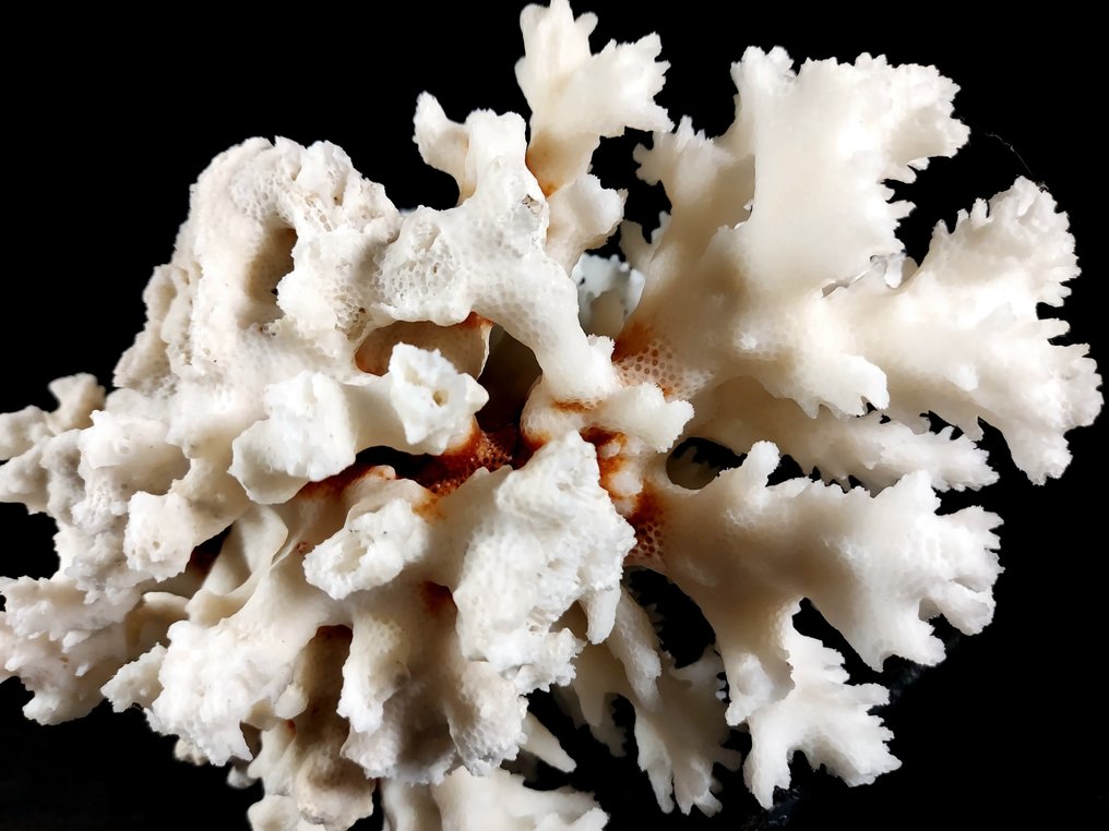 splendida acropora Allestimento tassidermico a corpo intero - Acropora SP. - 12 cm - 25 cm - 18 cm - 1 #3.2