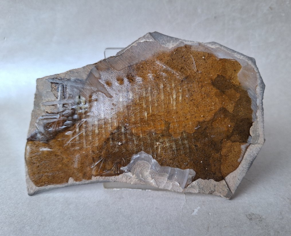 Branchiosaurus - Fossilised animal - Apateon pedestris  (No Reserve Price) #3.2