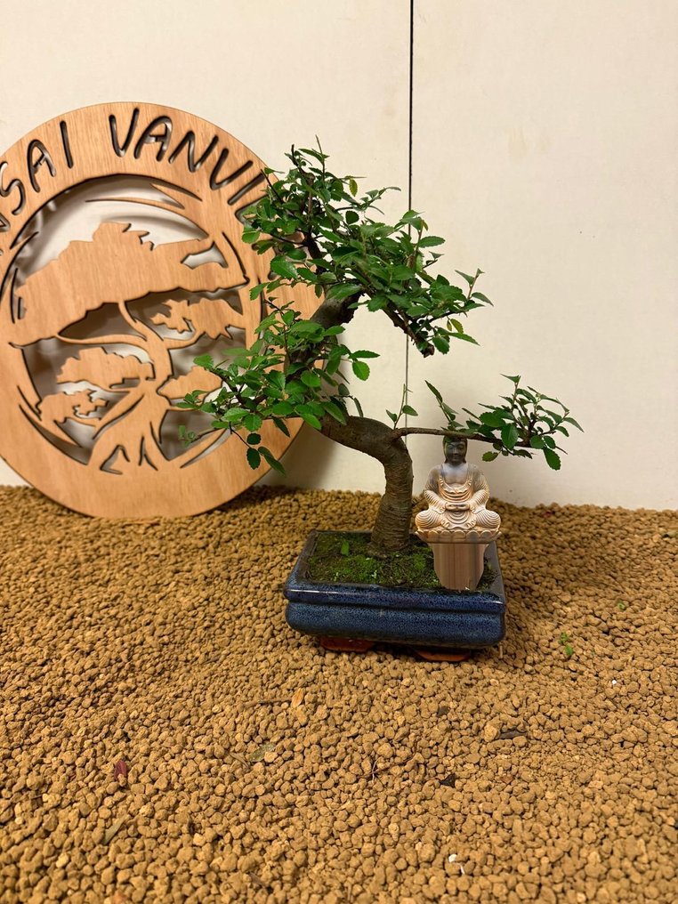 Ιαπωνική φτελιά μπονσάι (Τζέλοβα) - Ύψος (Δέντρο): 28 cm - Βάθος (Δέντρο): 26 cm - Βέλγιο #3.2