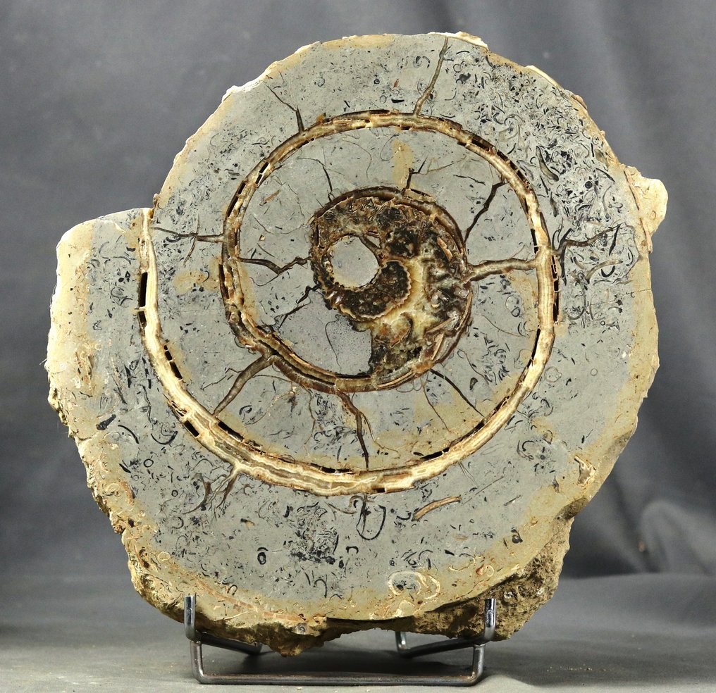 Large sawn Ammonite showing minerals - Fossilised animal - 29 cm  (No Reserve Price) #1.0
