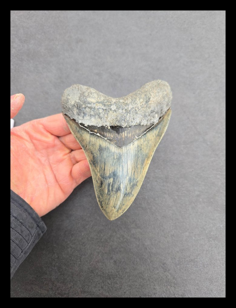 Megalodon - Dentes fósseis - 136 mm - 104 mm #1.0