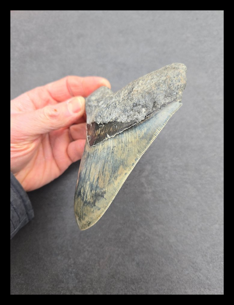 Megalodon - Dentes fósseis - 136 mm - 104 mm #2.1