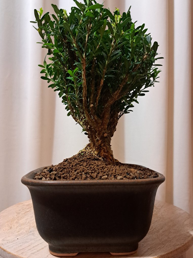 Buxus Harlandii bonsai in a bonsai pot. - Height (Tree): 23 cm - Depth (Tree): 20 cm - Japan #4.3
