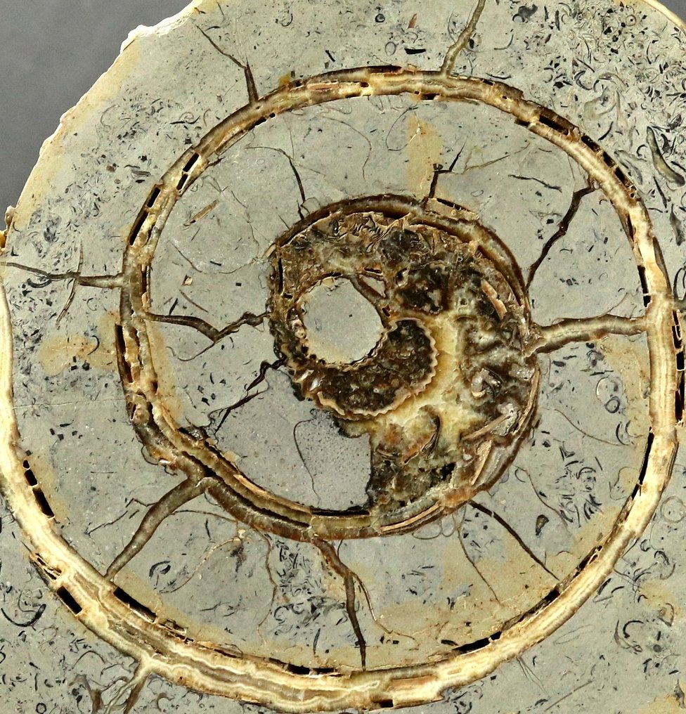 Large sawn Ammonite showing minerals - Fossilised animal - 29 cm  (No Reserve Price) #2.1