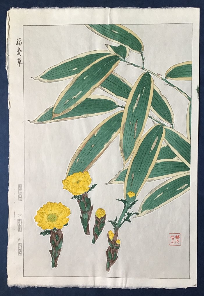 Adonis 福寿草orフクジュソウ Fukujuso - Kawarazaki Shodo 河原崎奨堂 (1889-1973) - Published by Unsodo - Ιαπωνία #1.0
