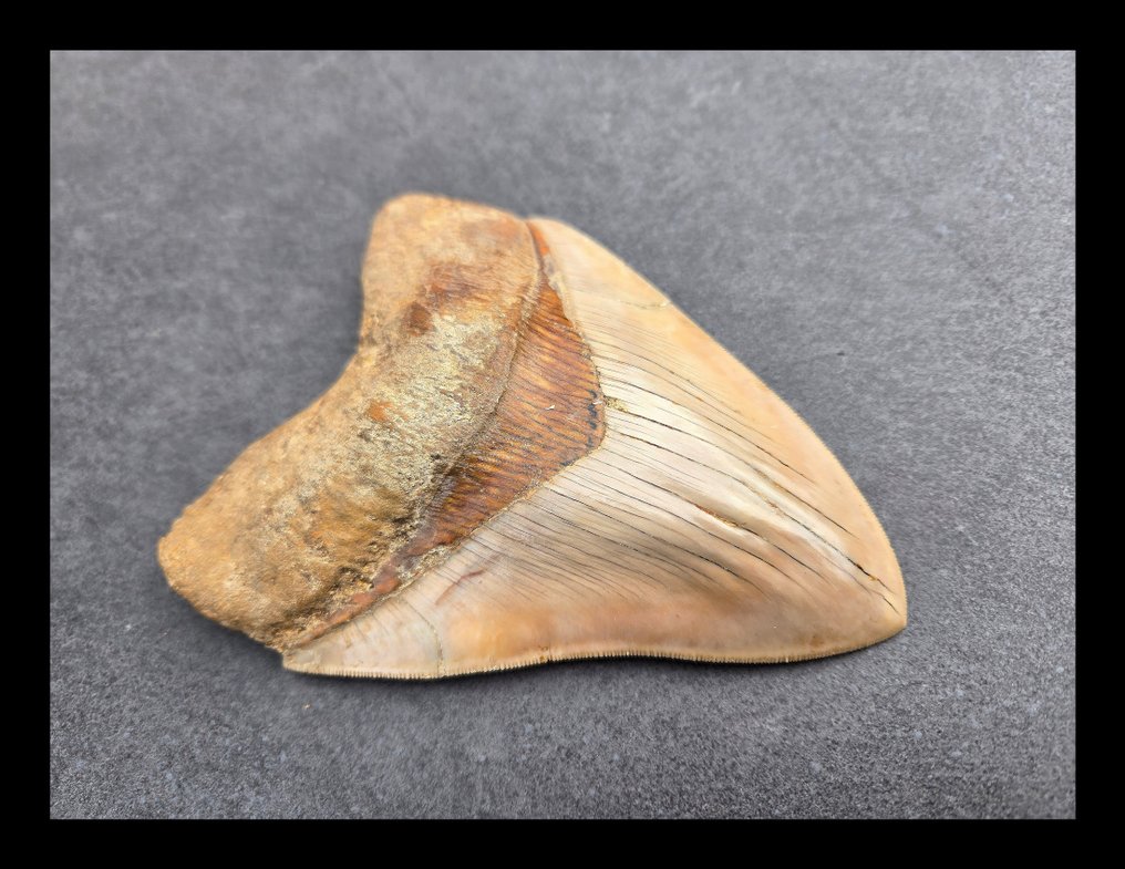 Megalodon - Dinți fosilă - 145 mm - 110 mm #2.1